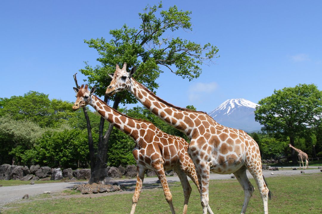 富士サファリパーク