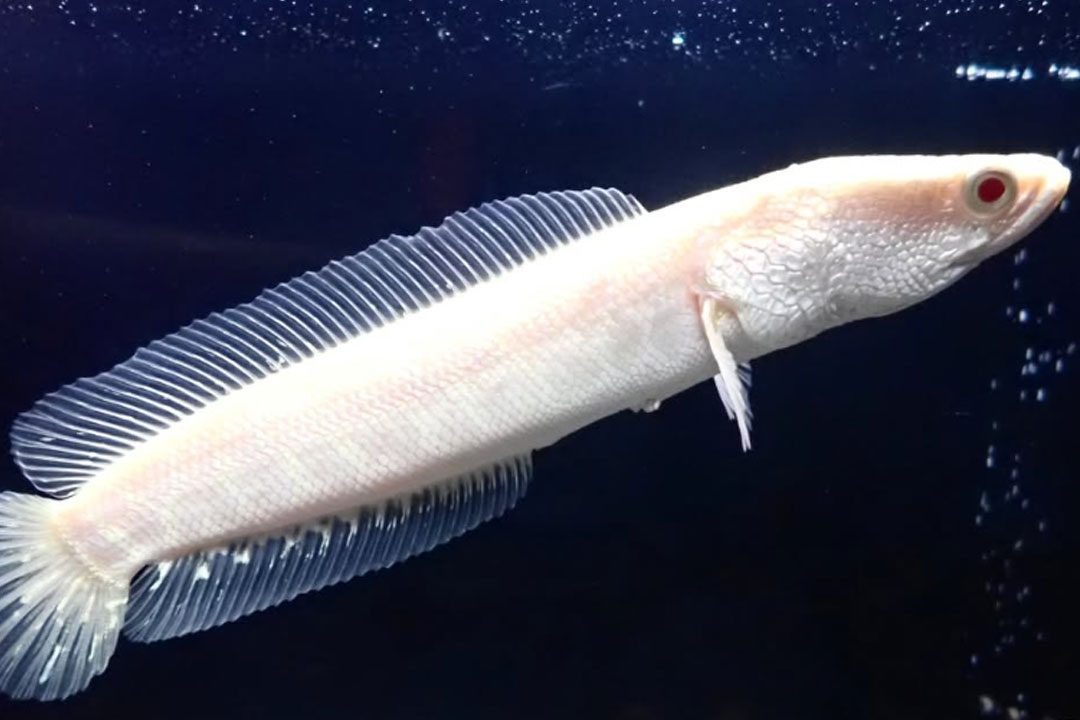 森の中の水族館。山梨県立富士湧水の里水族館