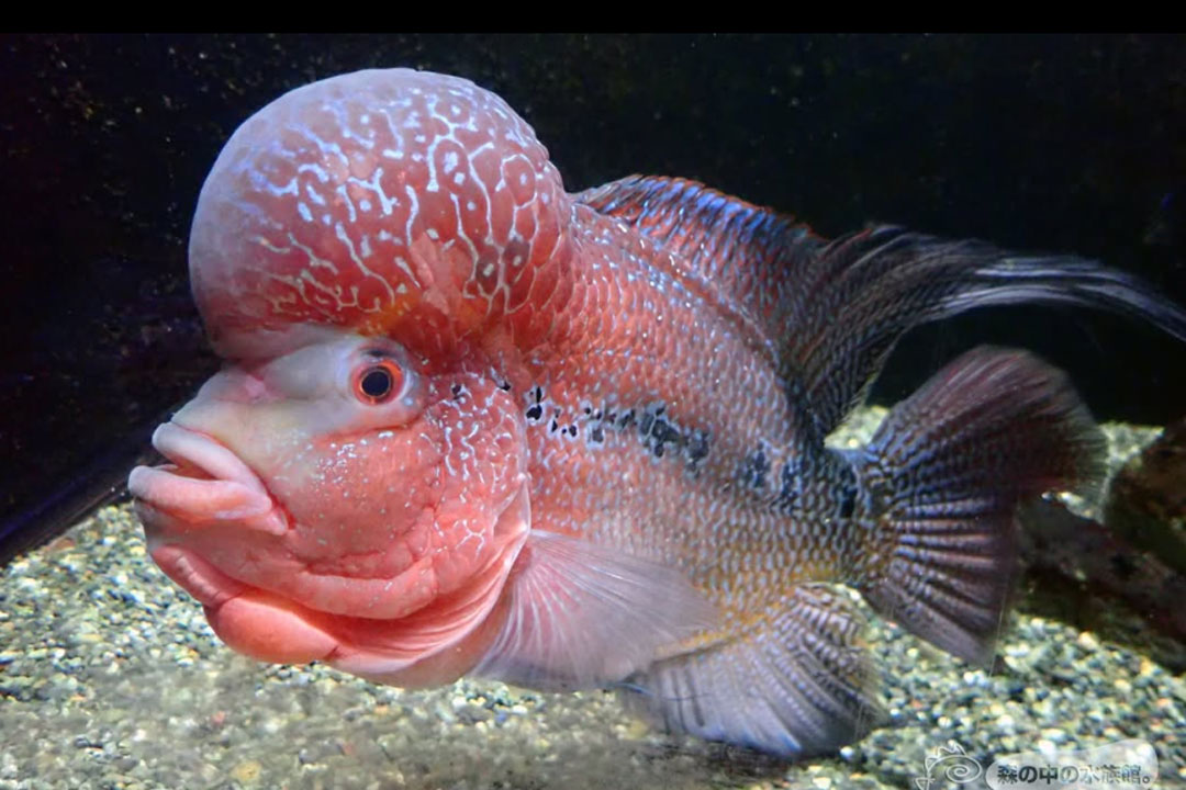 森の中の水族館。山梨県立富士湧水の里水族館