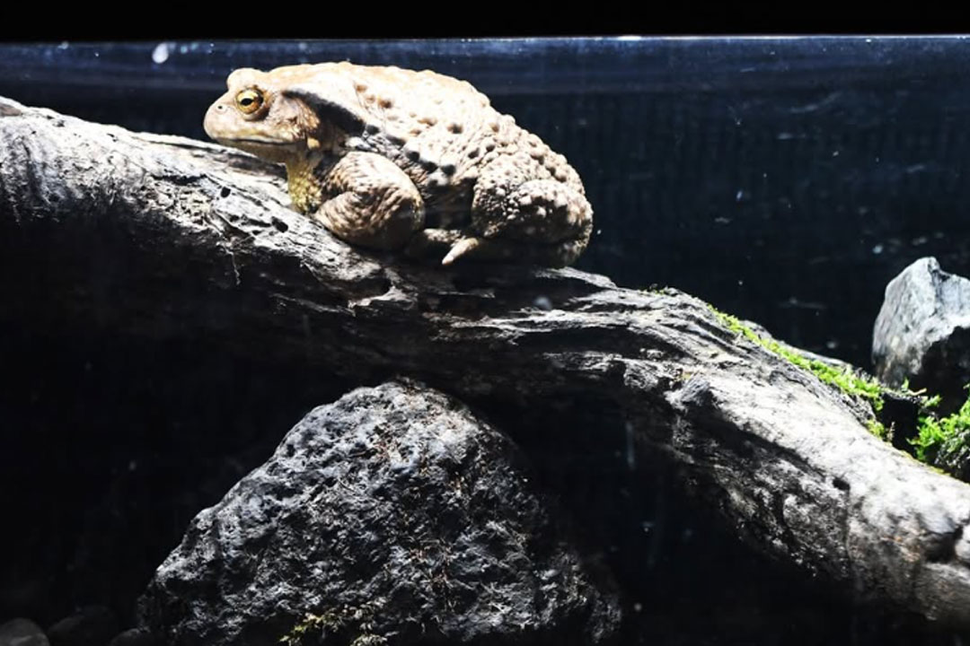森の中の水族館。山梨県立富士湧水の里水族館