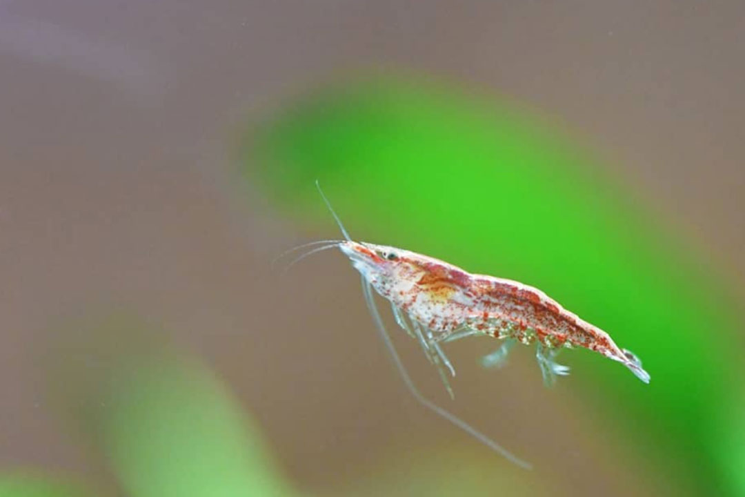 森の中の水族館。山梨県立富士湧水の里水族館