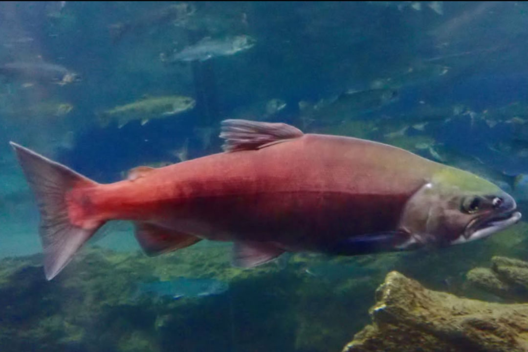 森の中の水族館。山梨県立富士湧水の里水族館