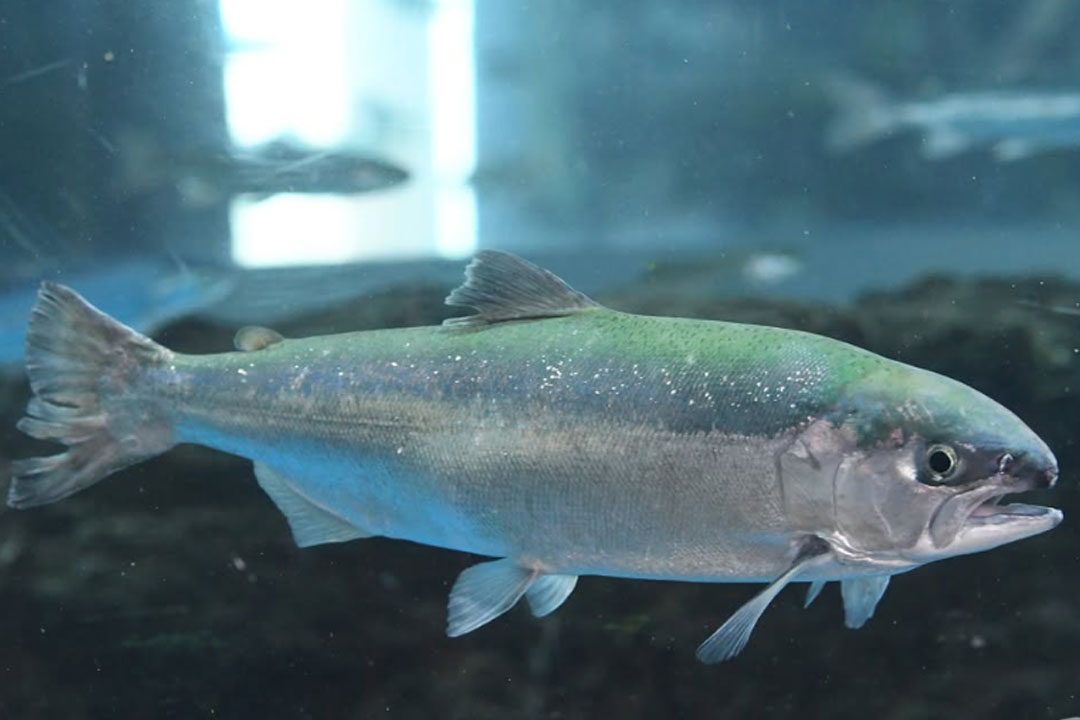 森の中の水族館。山梨県立富士湧水の里水族館