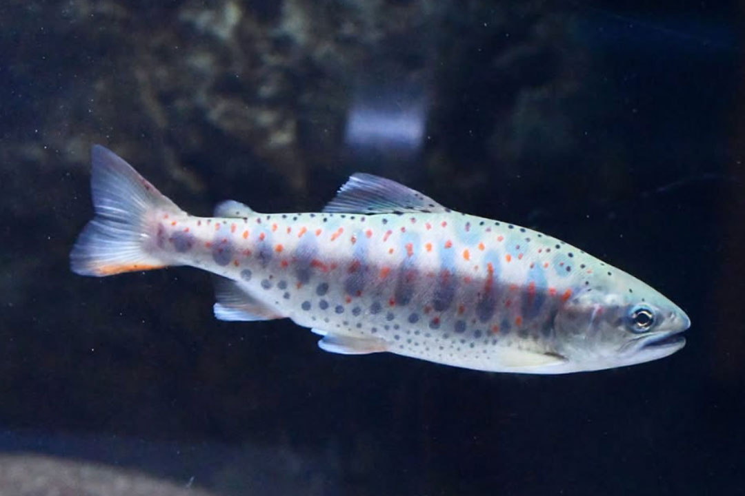 森の中の水族館。山梨県立富士湧水の里水族館