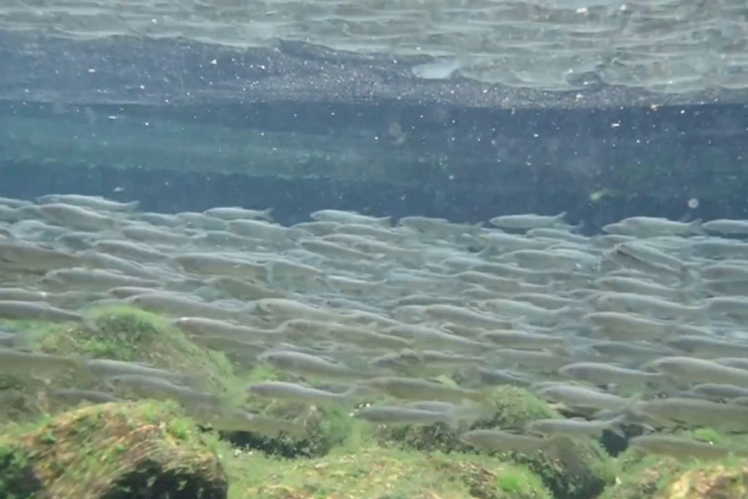 森の中の水族館。山梨県立富士湧水の里水族館