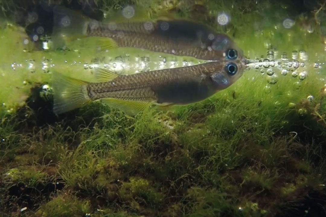森の中の水族館。山梨県立富士湧水の里水族館