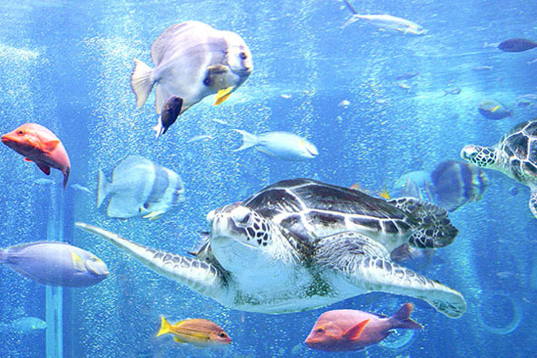 箱根園水族館