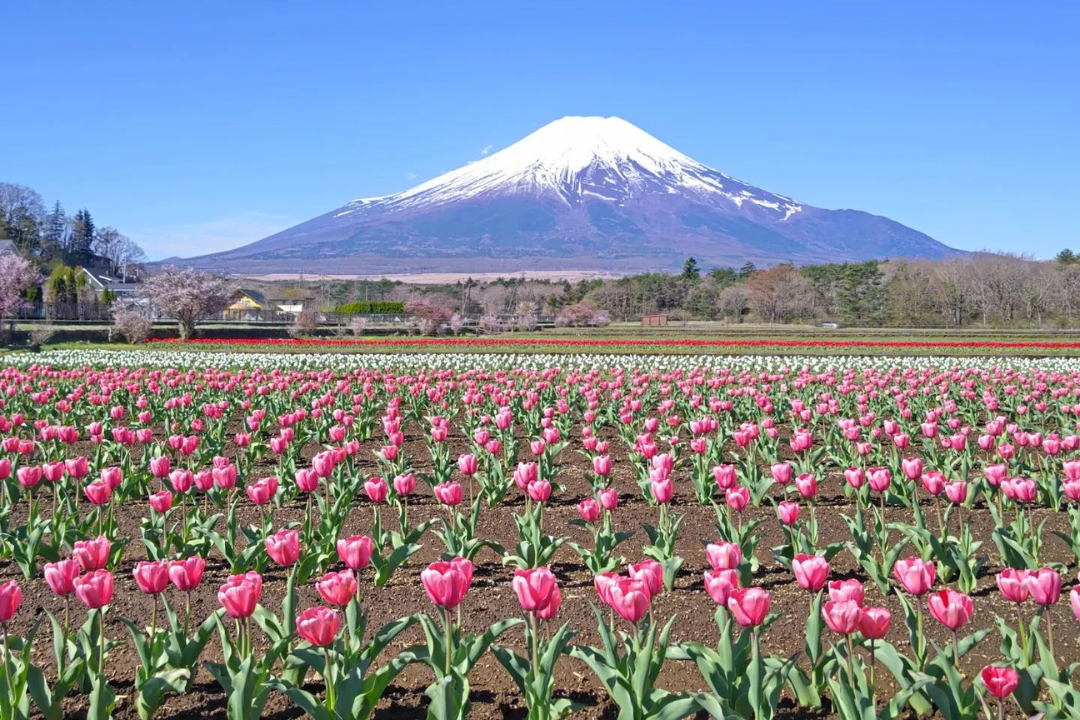 山中湖 花の都公園