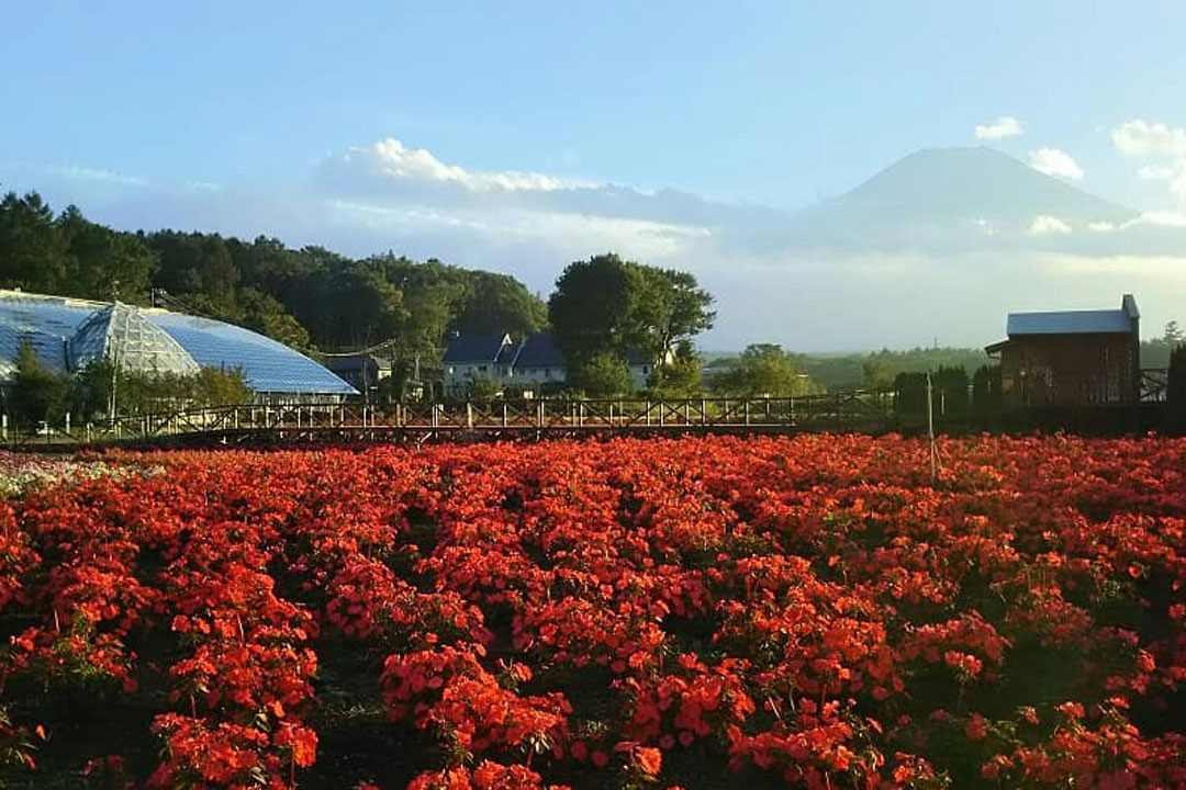 山中湖 花の都公園