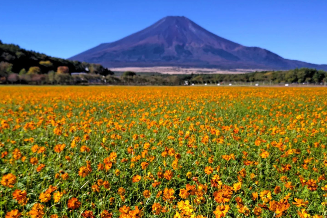 山中湖 花の都公園