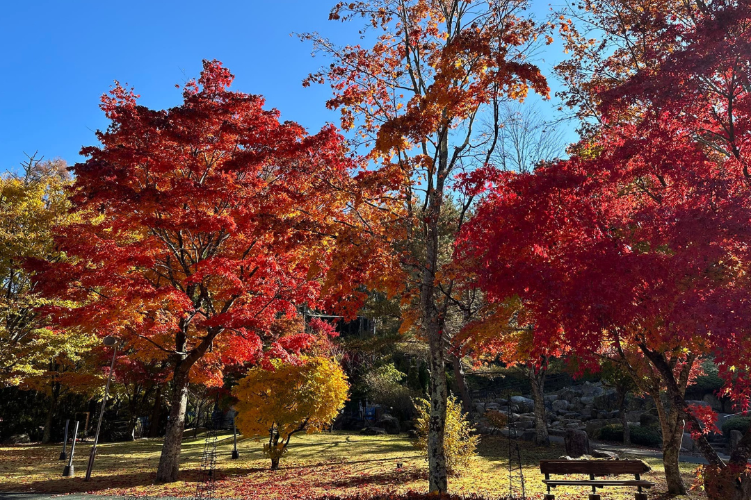 山中湖 花の都公園