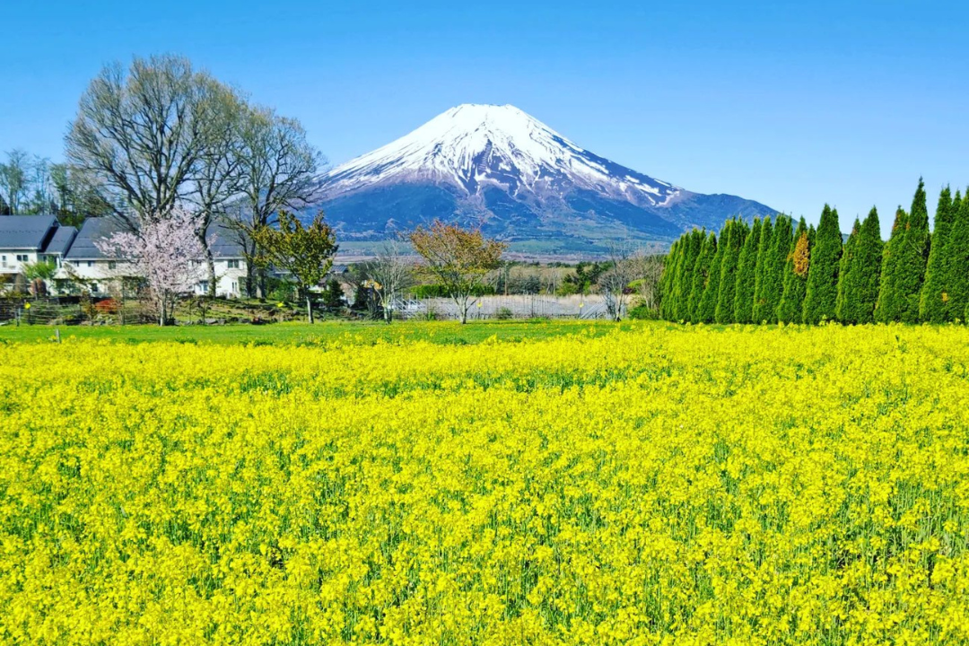 山中湖 花の都公園