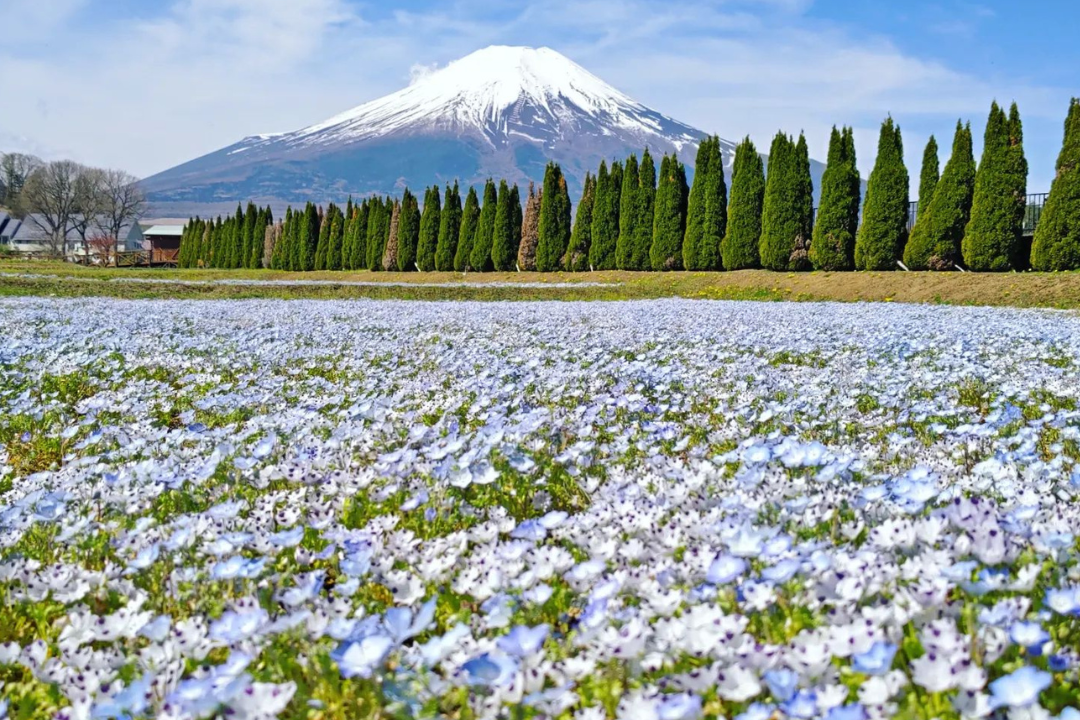 山中湖 花の都公園