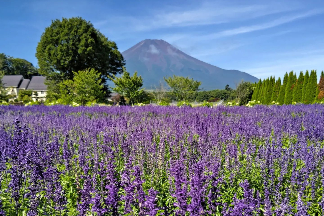 山中湖 花の都公園