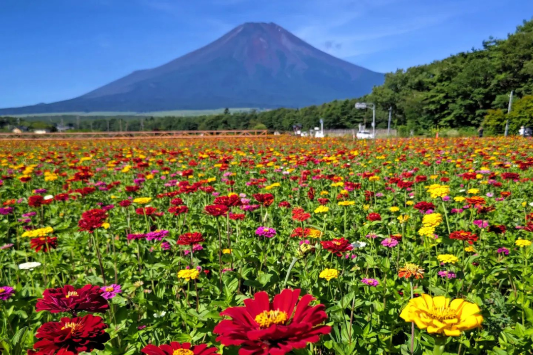 山中湖 花の都公園