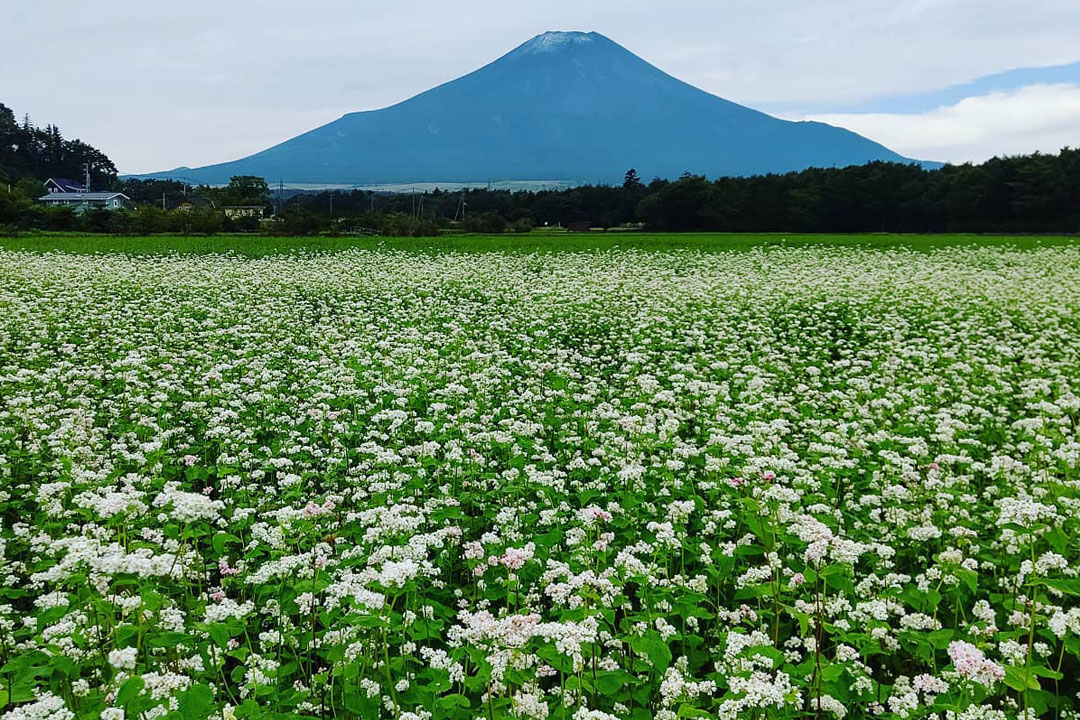 山中湖 花の都公園
