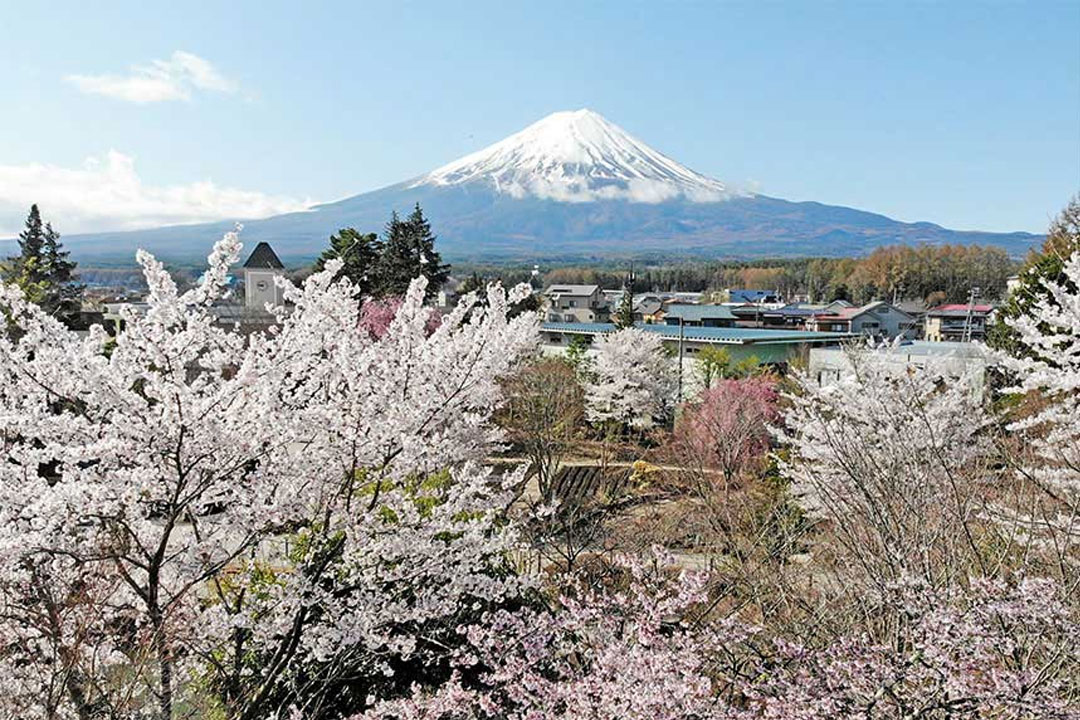 ハーブ庭園 旅日記 富士河口湖庭園