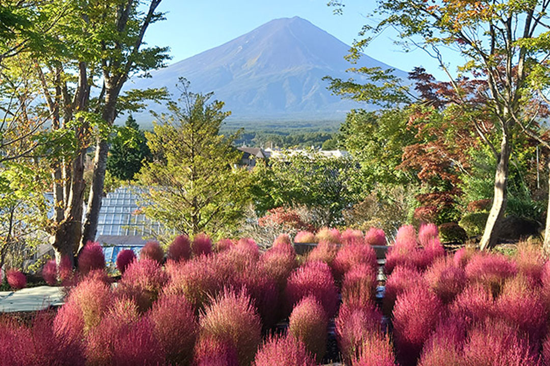 ハーブ庭園 旅日記 富士河口湖庭園