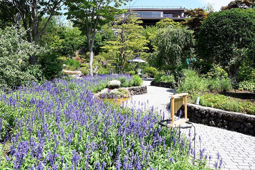 ハーブ庭園 旅日記 富士河口湖庭園