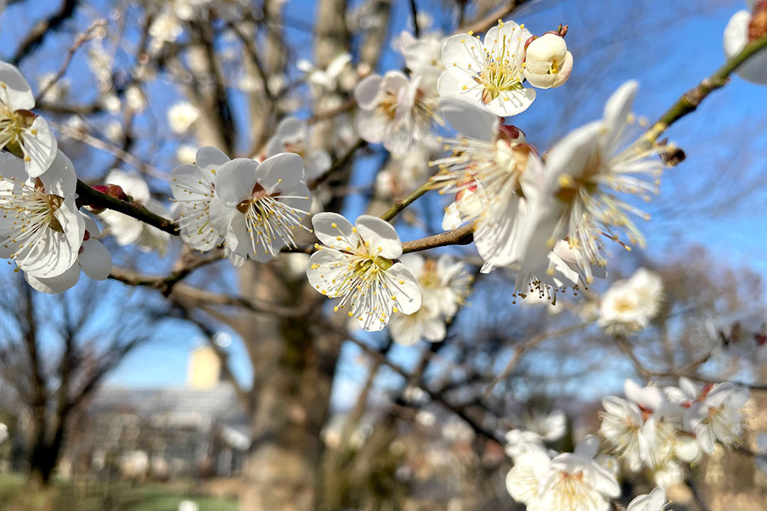 ハーブ庭園 旅日記 勝沼庭園