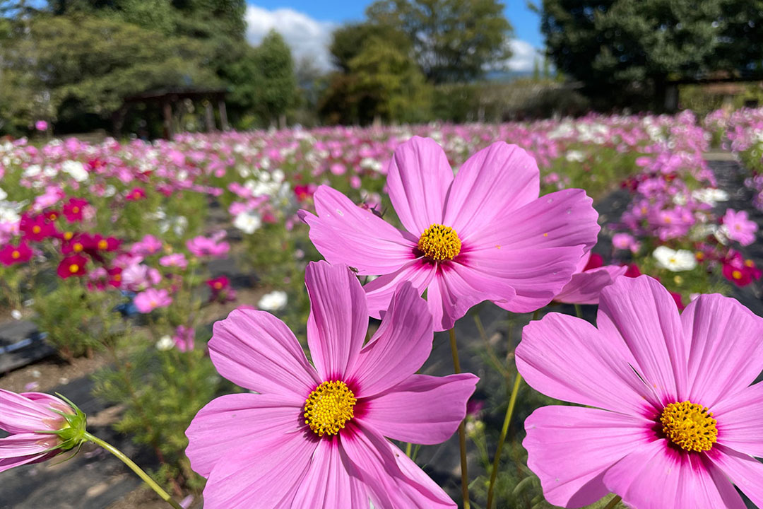 ハーブ庭園 旅日記 勝沼庭園