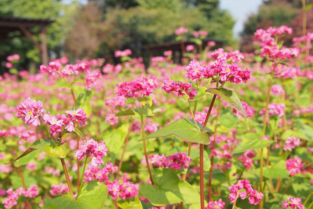 ハーブ庭園 旅日記 勝沼庭園