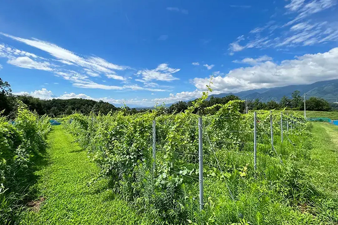 マルス山梨ワイナリー