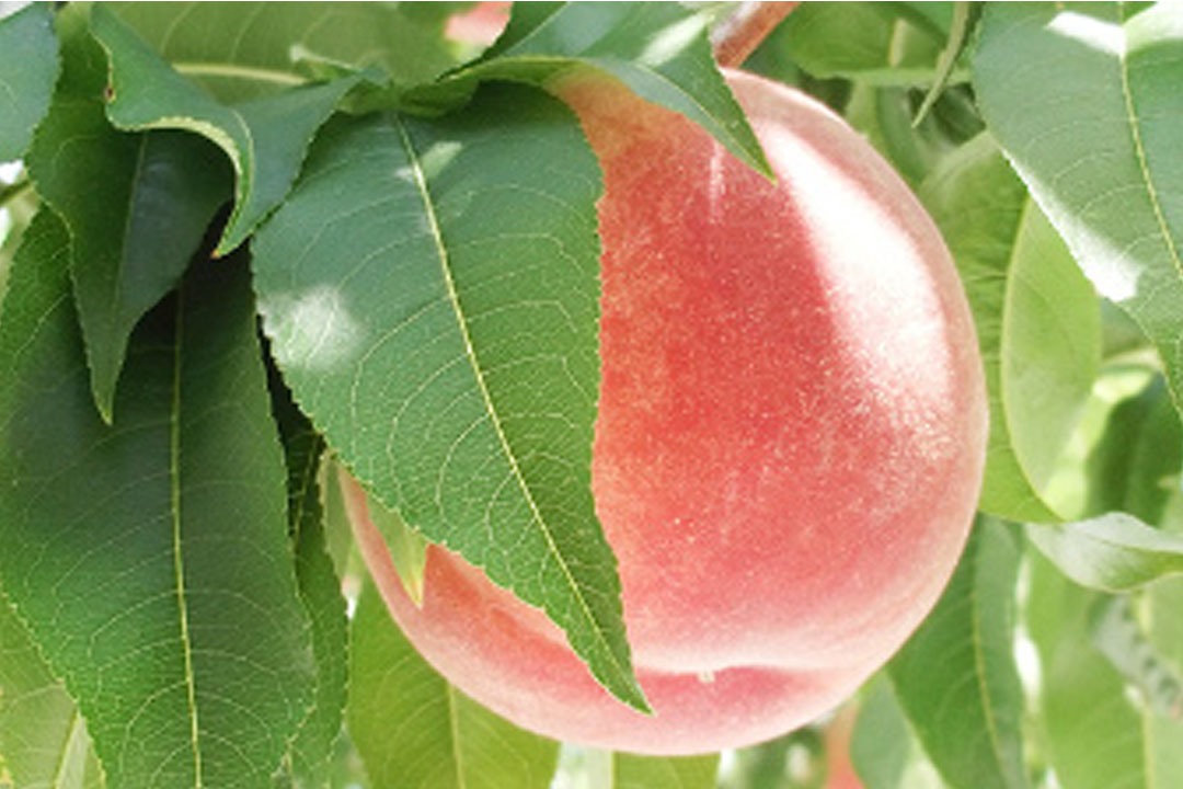 JAフルーツ山梨 フルーツ直売所勝沼店