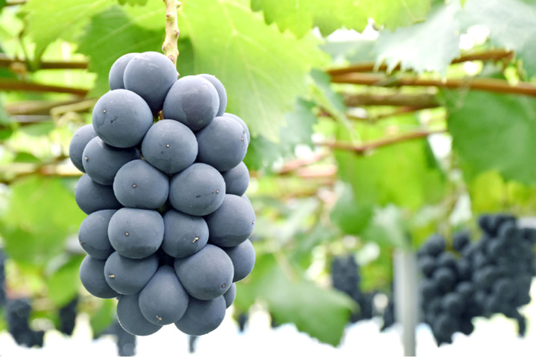 JAフルーツ山梨 フルーツ直売所勝沼店