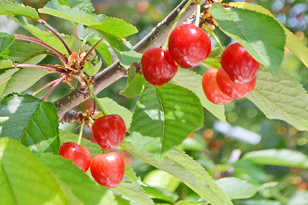 JAフルーツ山梨 フルーツ直売所勝沼店