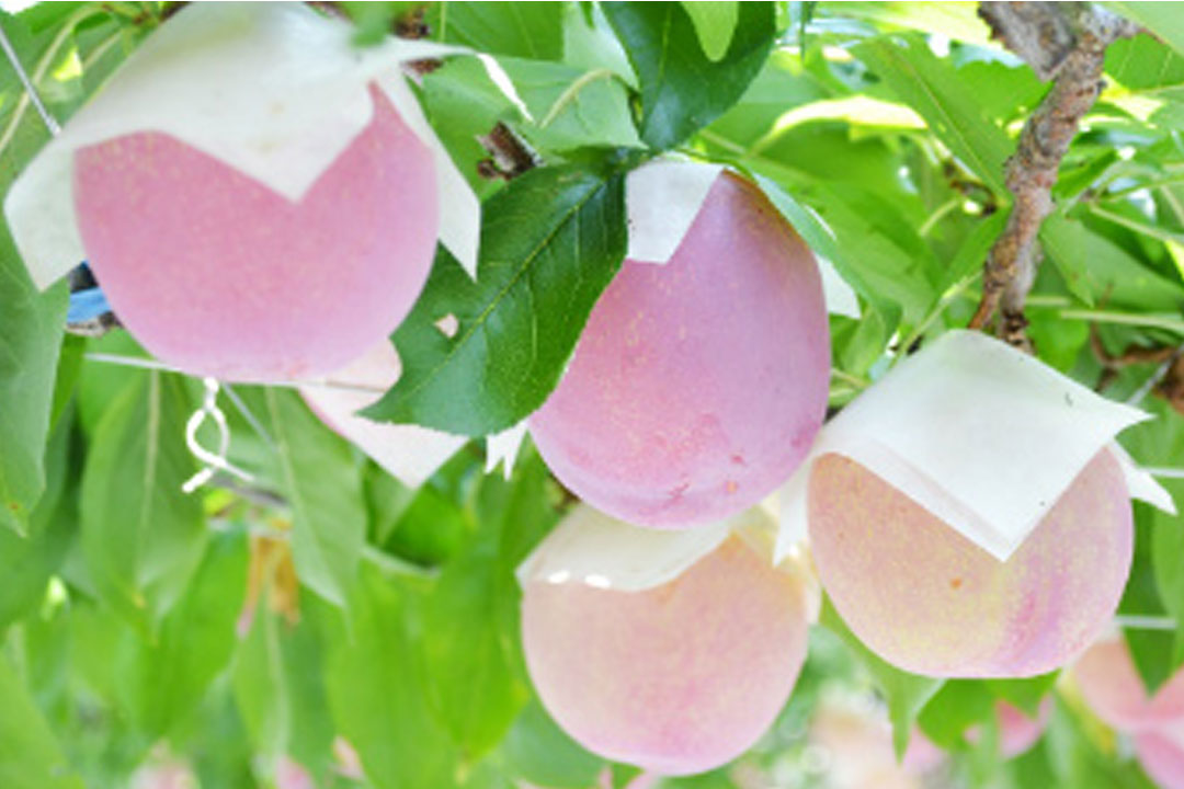 JAフルーツ山梨 フルーツ直売所勝沼店