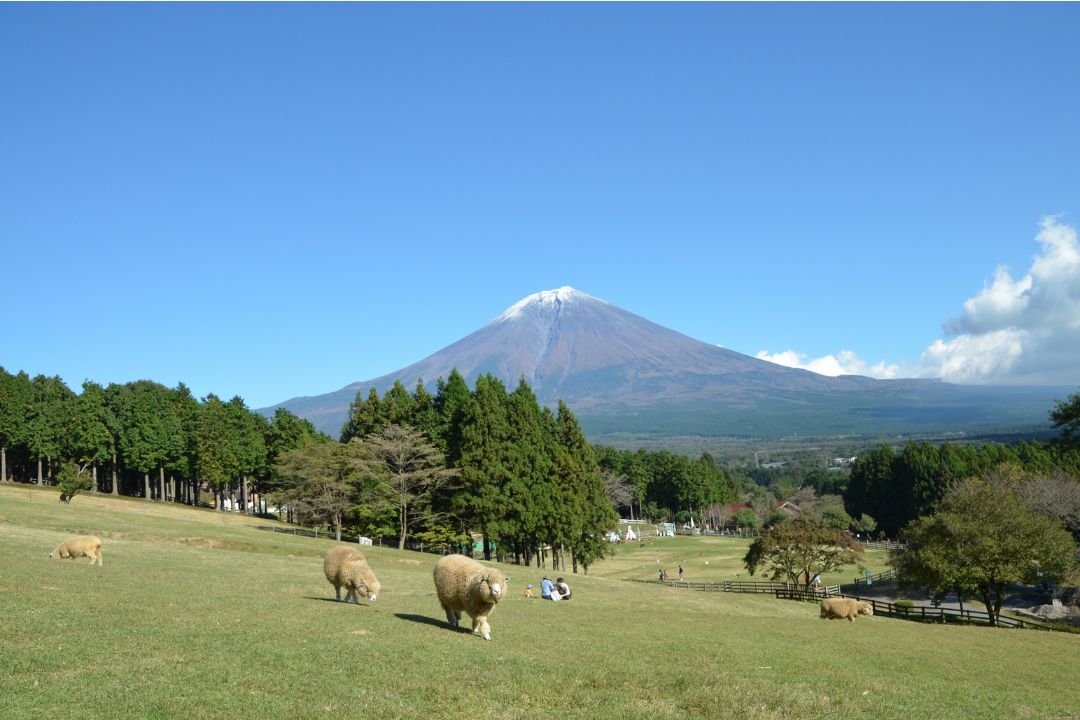 まかいの牧場