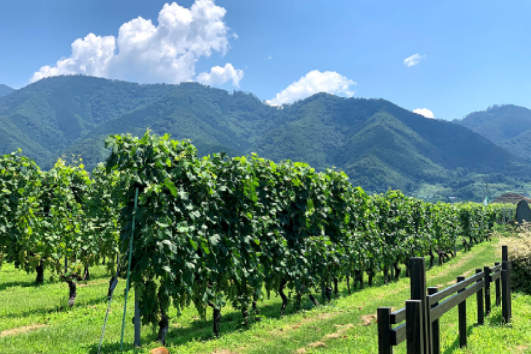 シャトー・メルシャン