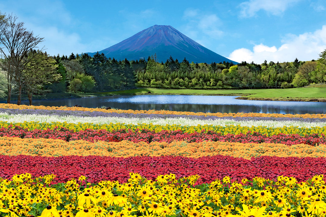 虹の花まつり