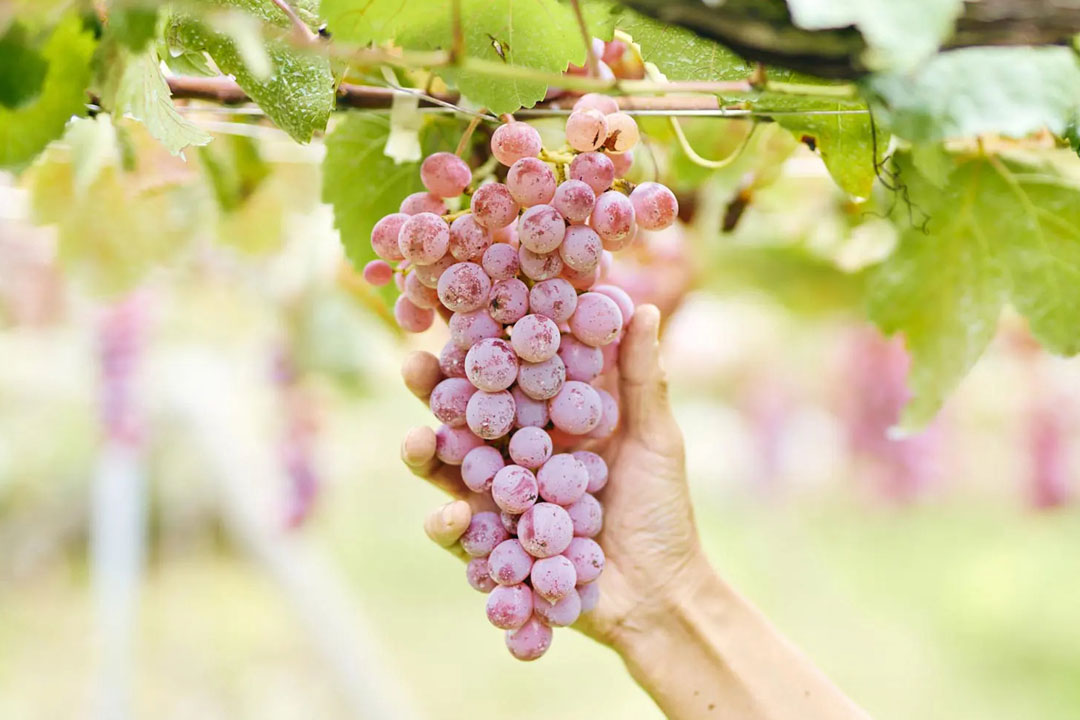 丸藤葡萄酒工業（ルバイヤートワイン）