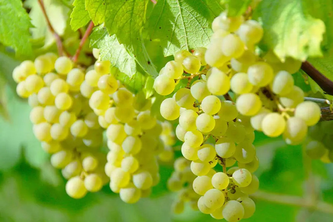 丸藤葡萄酒工業（ルバイヤートワイン）