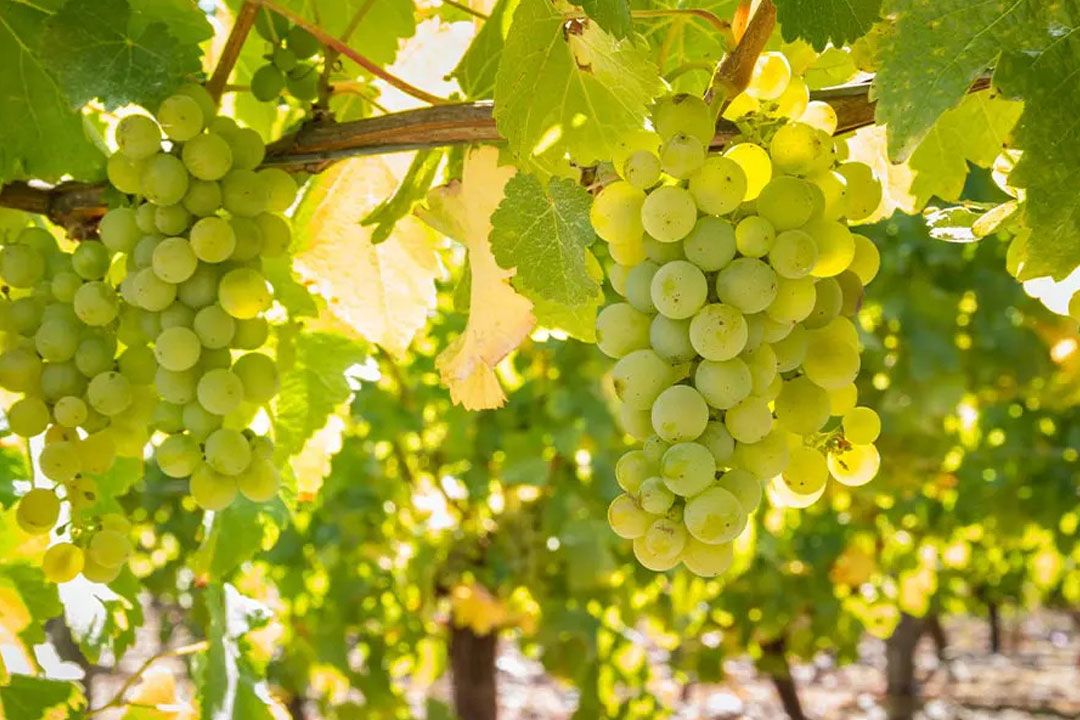 丸藤葡萄酒工業（ルバイヤートワイン）