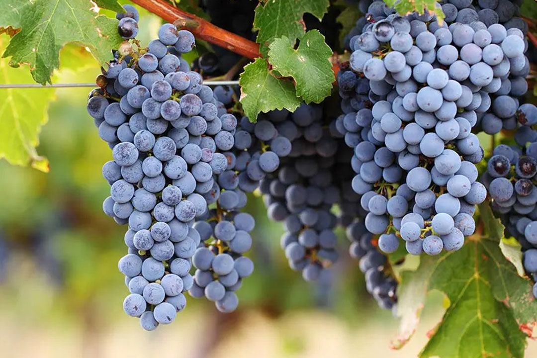 丸藤葡萄酒工業（ルバイヤートワイン）