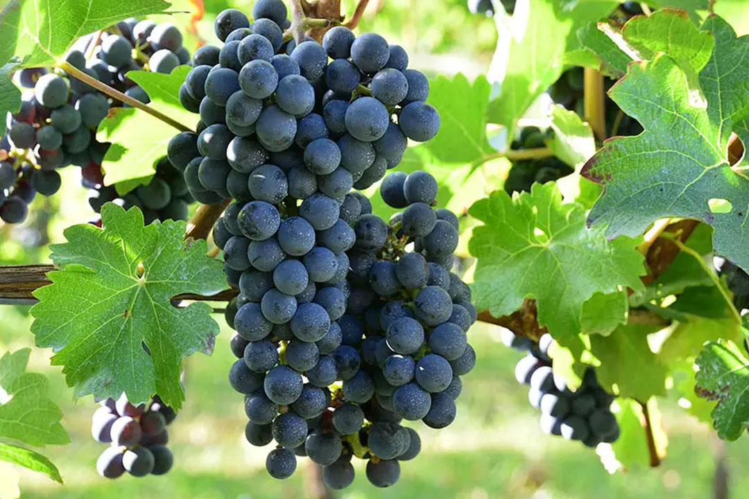 丸藤葡萄酒工業（ルバイヤートワイン）