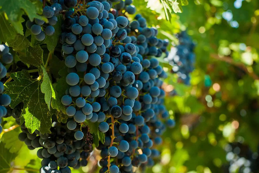 丸藤葡萄酒工業（ルバイヤートワイン）