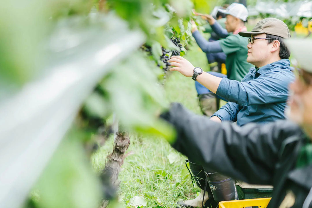 丸藤葡萄酒工業（ルバイヤートワイン）