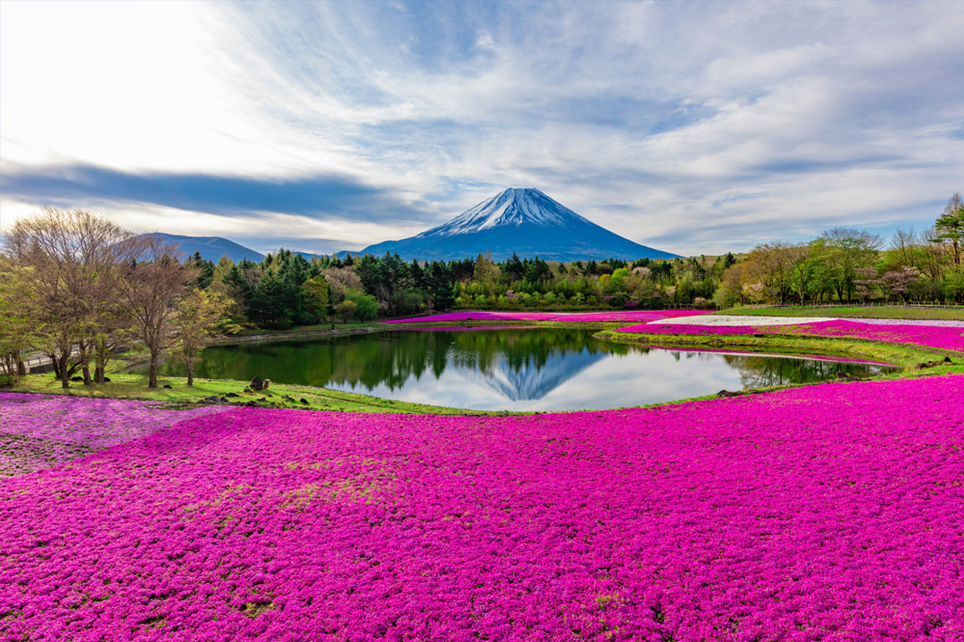 富士芝桜まつり