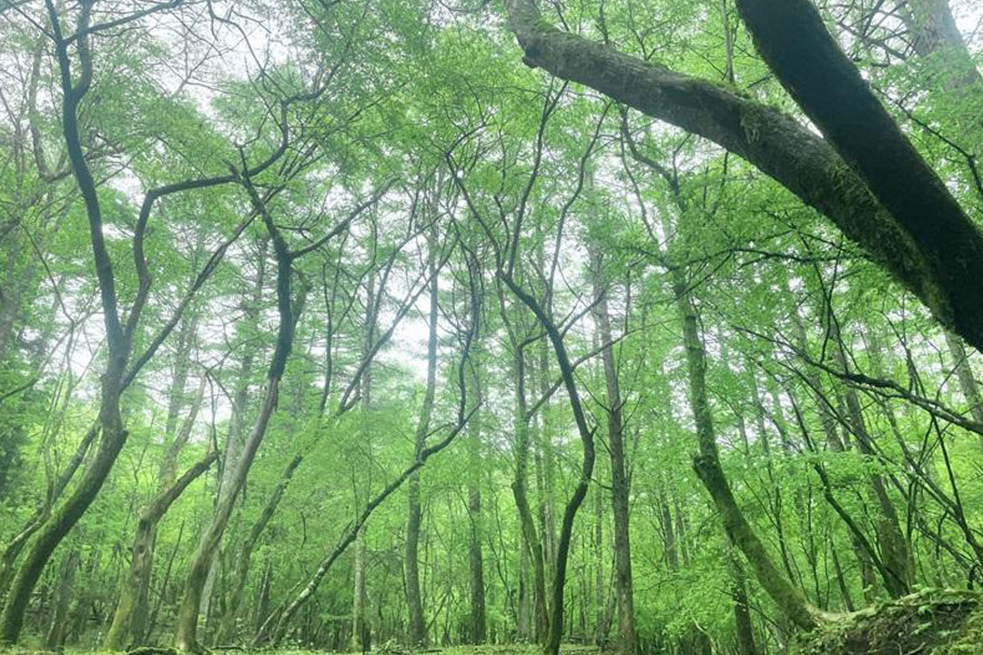山中湖文学の森公園