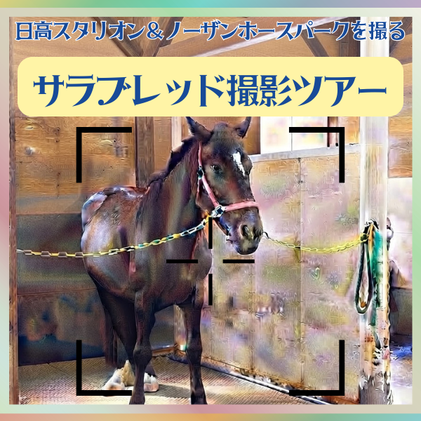 サラブレッド撮影ツアー