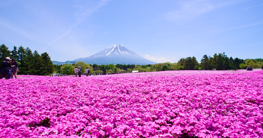 富士芝桜まつり